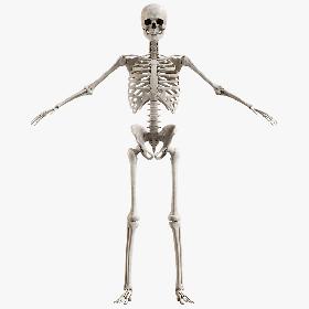 Male Skeleton 3D